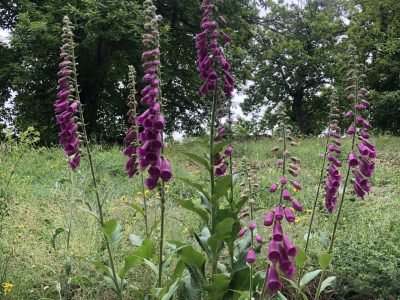 Touffe de digitales devant une foret de châtaigniers