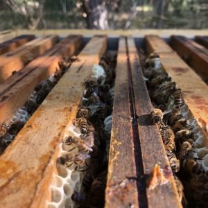Têtes de cadres de ruches avec des abeilles