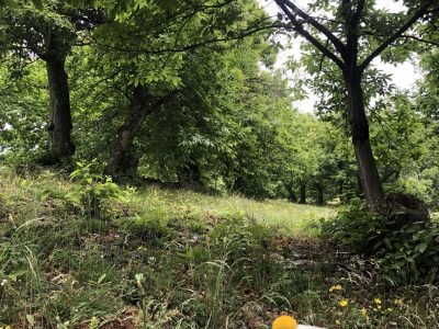 paysage de foret de châtaigniers avec fleur de marguerite