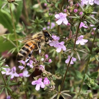 abeille qui butine dans les fleurs de thym