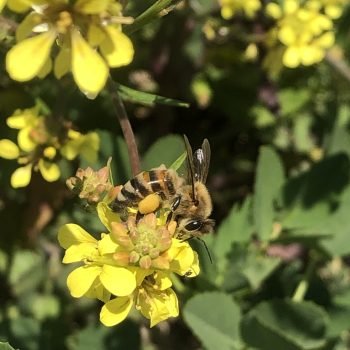 Abeille qui butine une fleur de glauca avec sacs de pollen