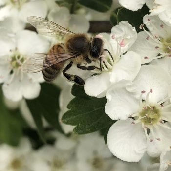 Abeille qui butine une fleur d'aubépine