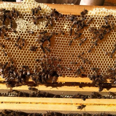 cadre de hausse avec des abeilles remplissant les alvéoles de miel