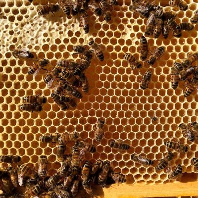 zoom sur cadre de hausse avec des abeilles, des alvéoles de miel operculées
