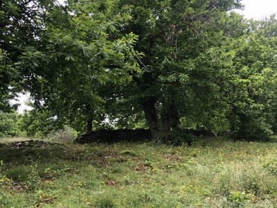 Foret de châtaigniers