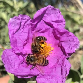 Abeilles (apis mellifera) sur cistes (Cistus)