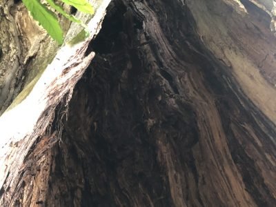 Ecorce de châtaignier des Cévennes