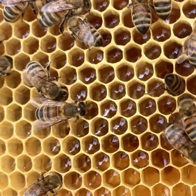 détail d'un cadre de miel avec des abeilles nos miels artisanaux