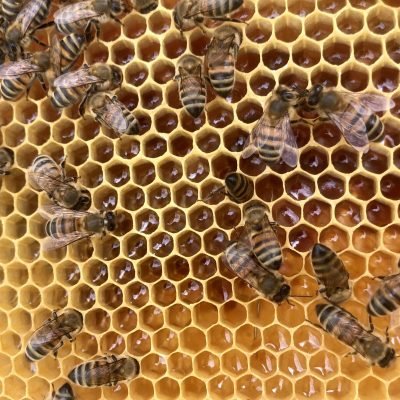 Apiculture artisanale- cadre de miel frais avec des abeilles