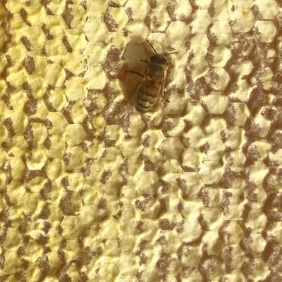 miel operculé avec une abeille dessus