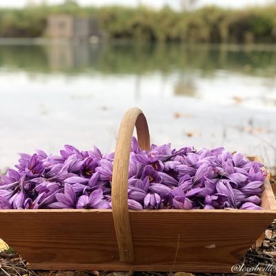 panier de récolte du safran de Provence