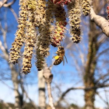 Abeille qui butine les chatons de peuplier en quête de pollen