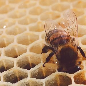 abeille la tête dans une alvéole de cadre de ruche d'apiculture artisanale